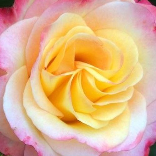 Rosa Hummingbird™ - rosa de fragancia discreta - Árbol de Rosas Floribunda - rosal de pie alto - amarillo - rosa - Marilyn Tynan- forma de corona tupida - Rosal de árbol con multitud de flores que se abren en grupos no muy densos.